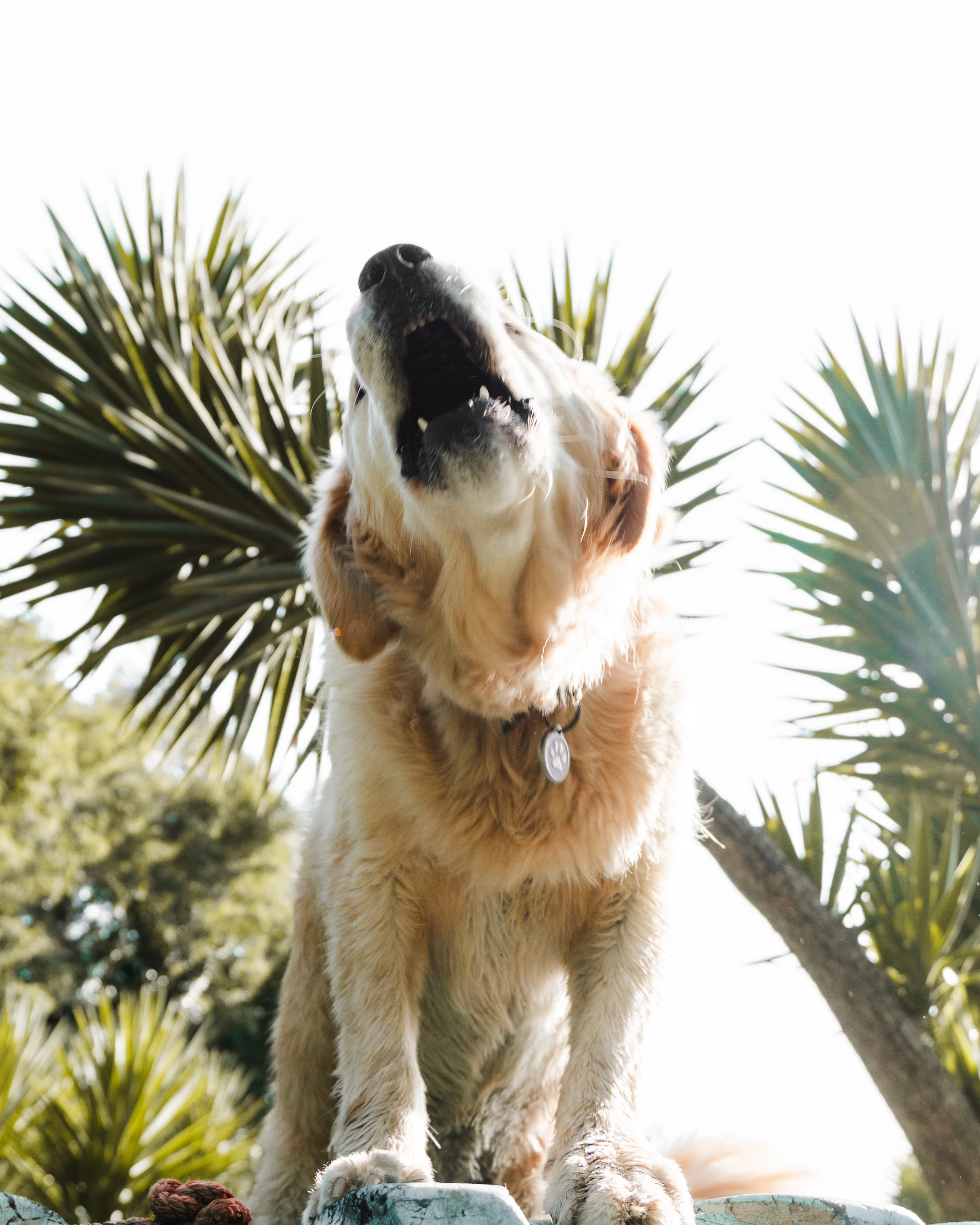 Paseos caninos 11