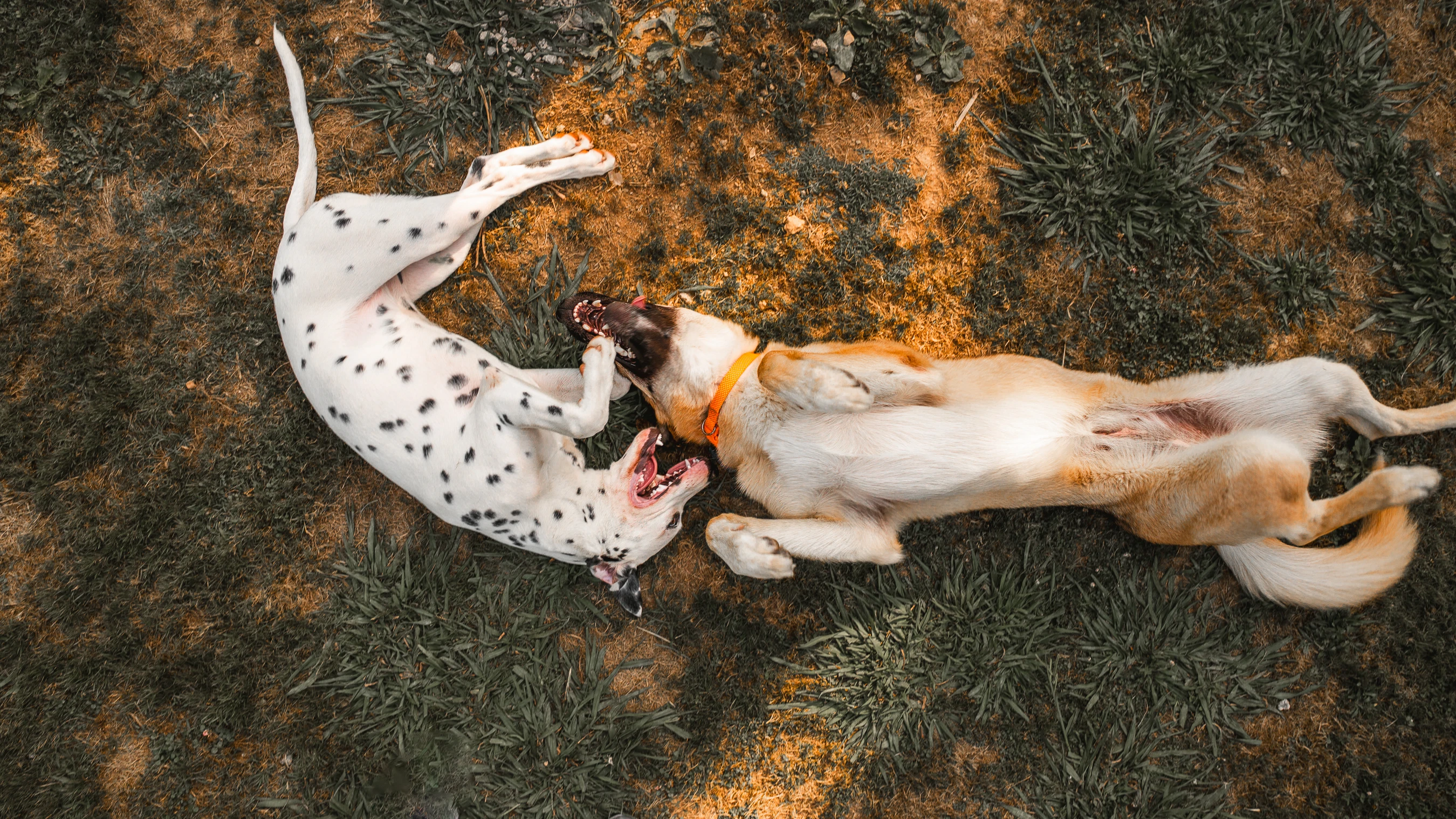 Paseos caninos 15