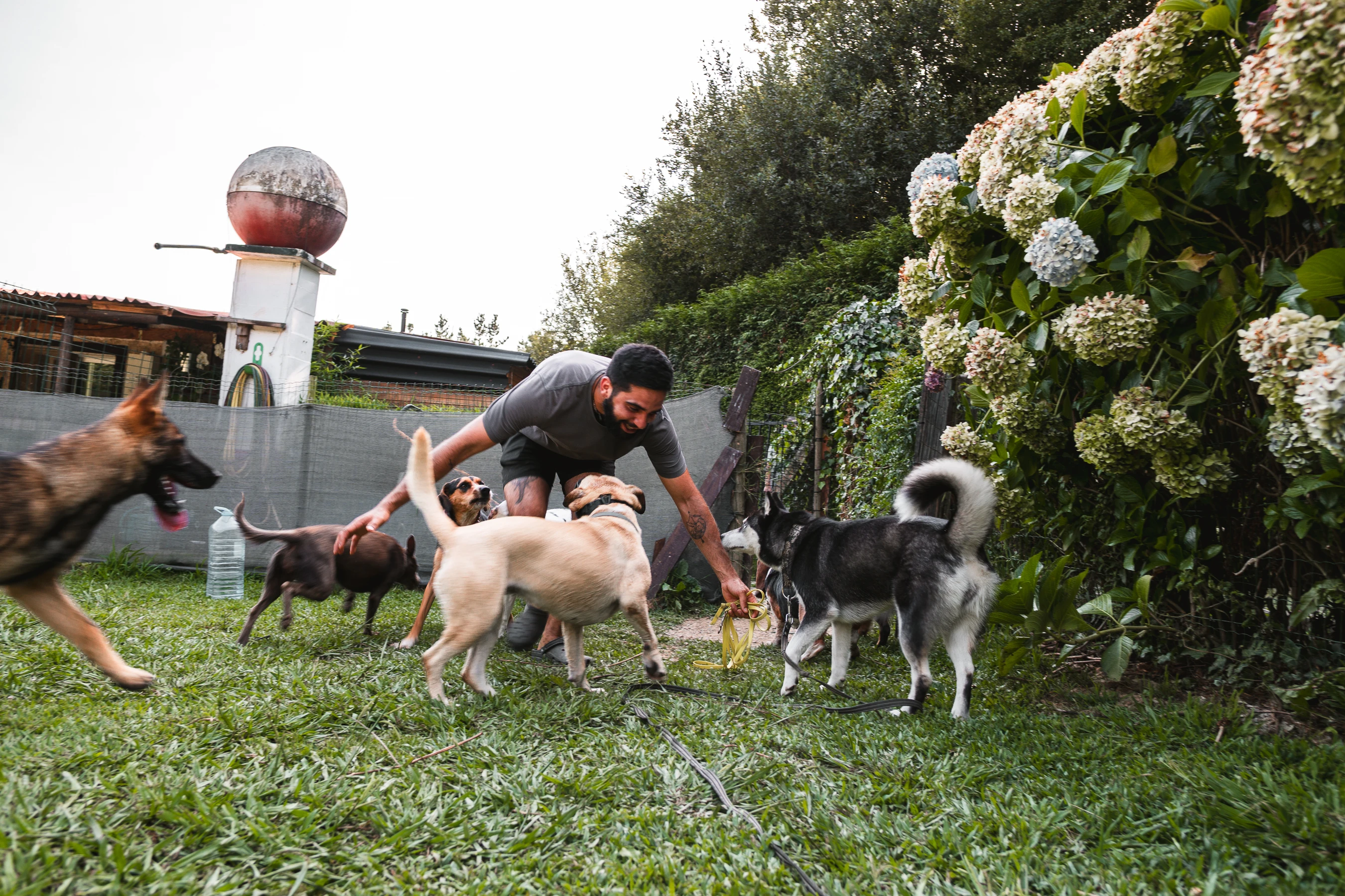 Paseos caninos 20