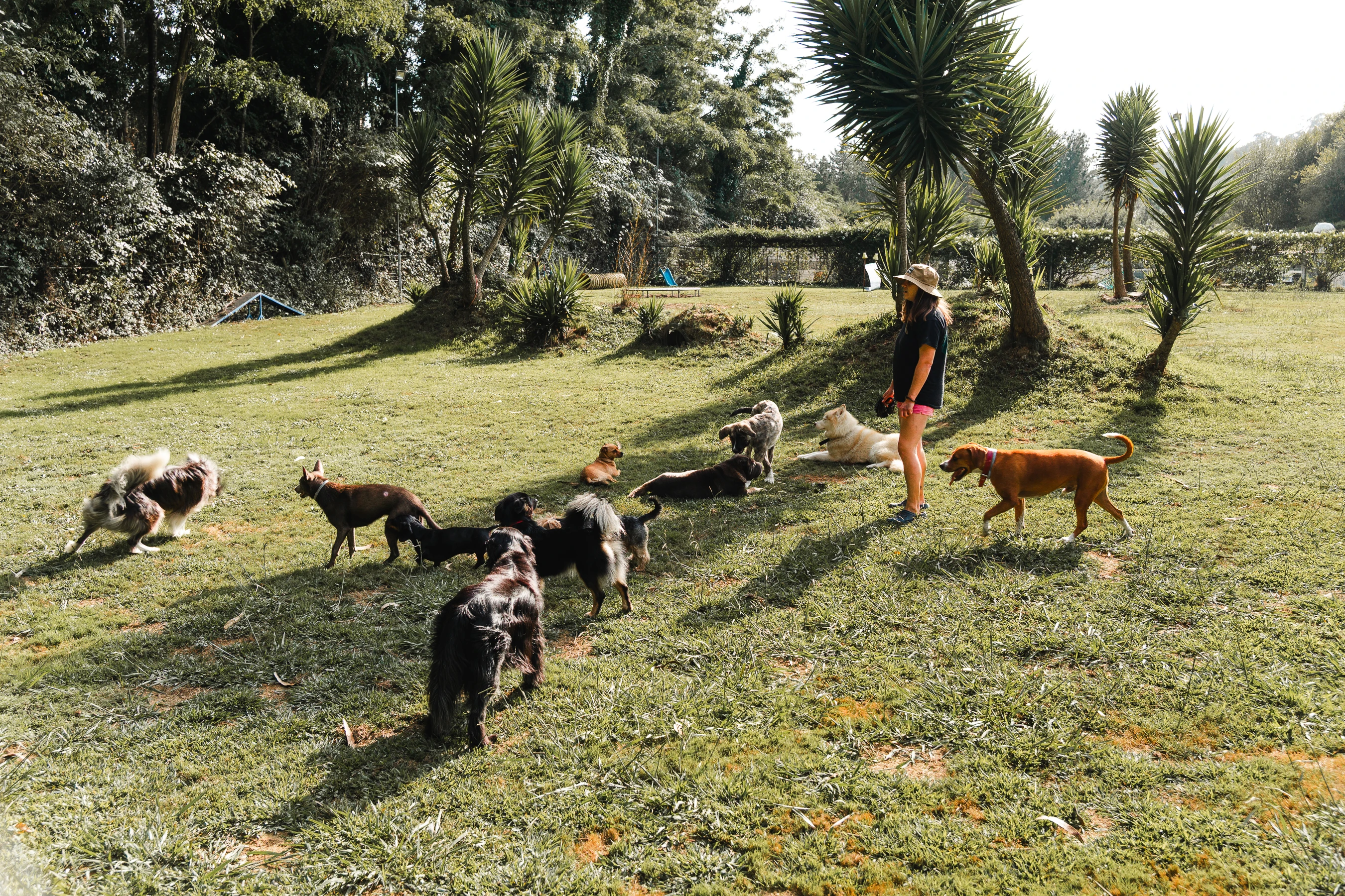 Paseos caninos 6