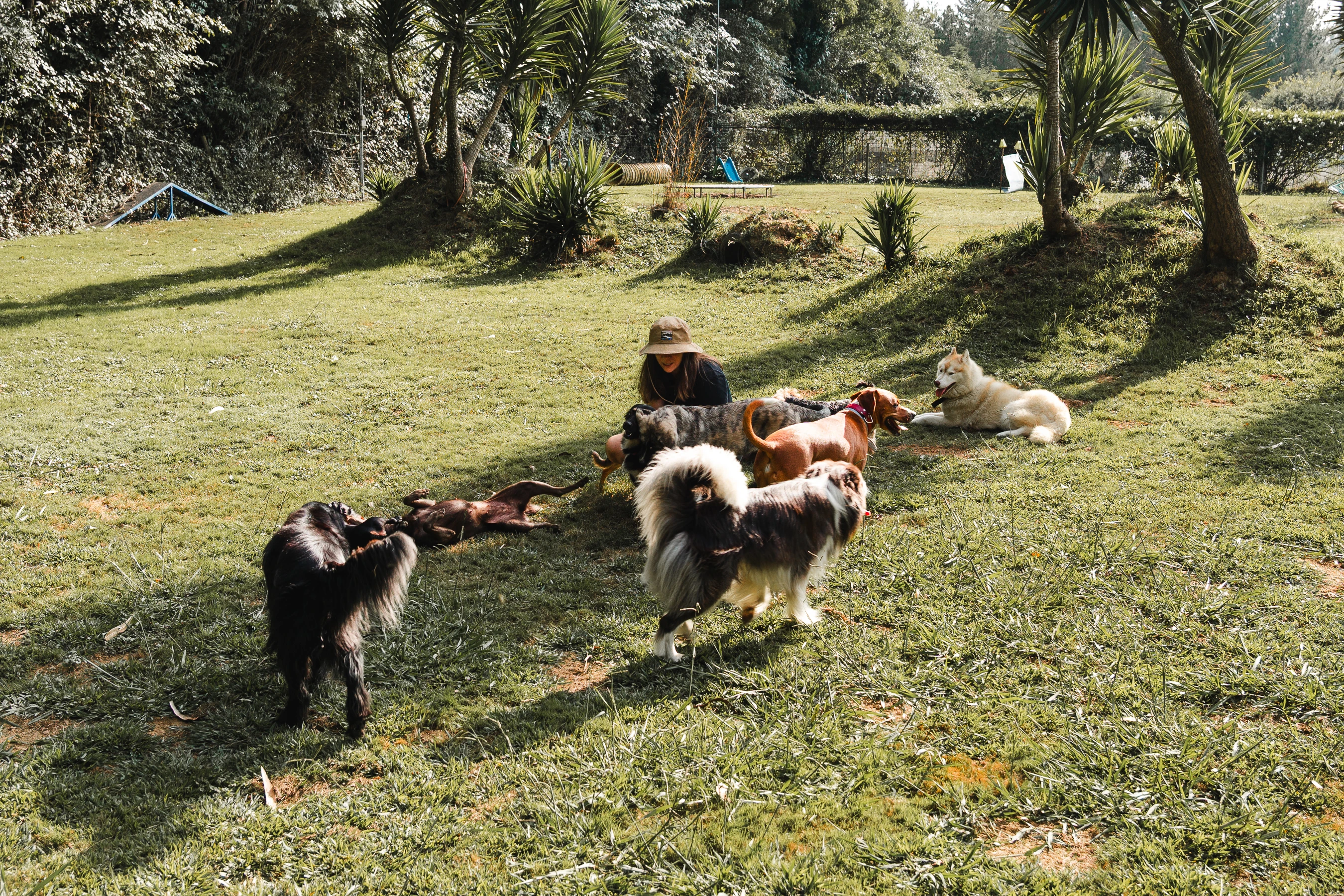 Paseos caninos 9